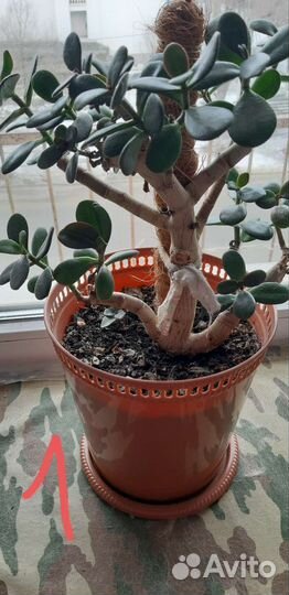 Толстянка (денежное дерево)