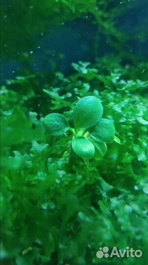 Аквариумные растения
