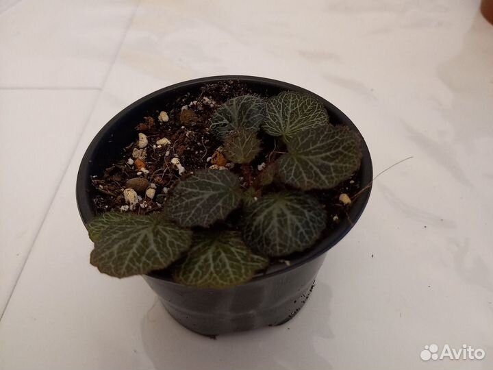 Камнеломка