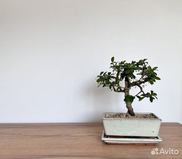 Бонсай кармона