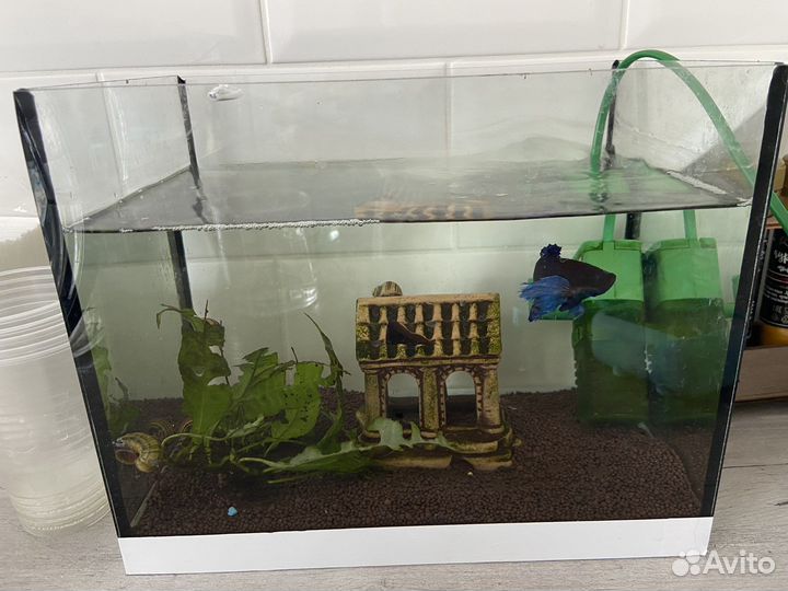 Аквариум с петухом