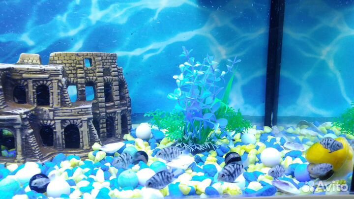 Цыхлиды сапфировый попугай