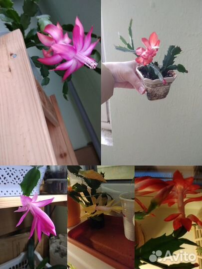 Декабристы