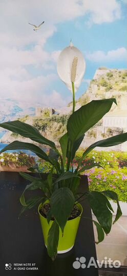 Спатифиллум цветущий отростки