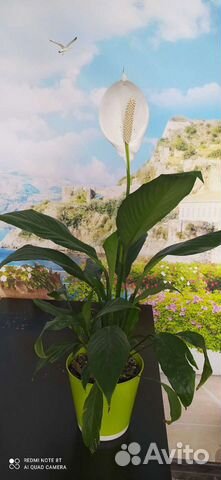 Спатифиллум цветущий отростки