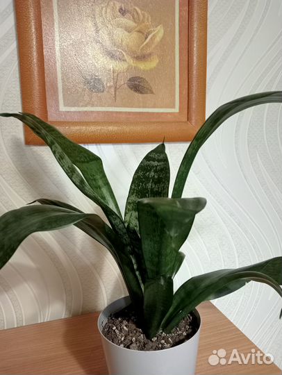 Сансевьера