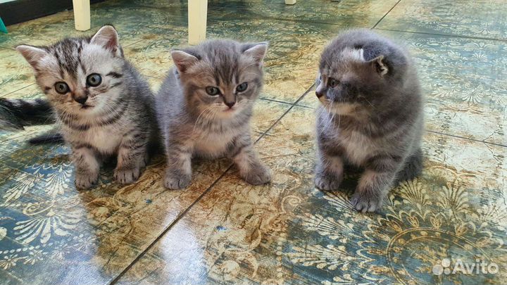 Шотландские вислоухие котята