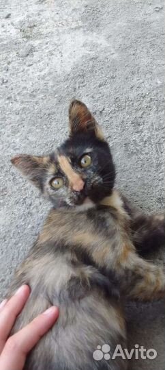 Котики и кошечки бесплатно в добрые руки