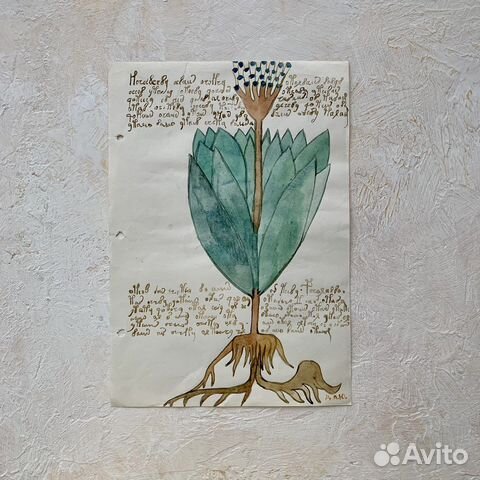 Рисунок акварелью. Копия. Манускрипт Войнича купить в Москве | Хобби и ...