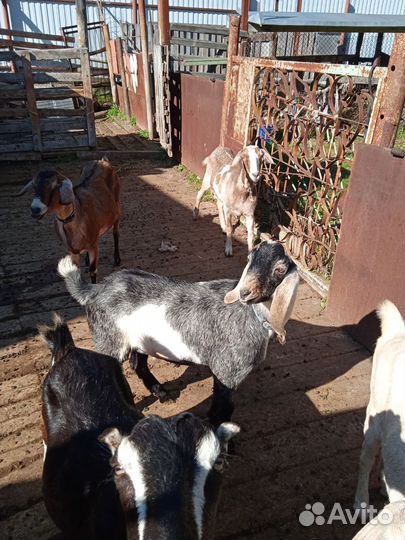 75% нубийской породы + битал