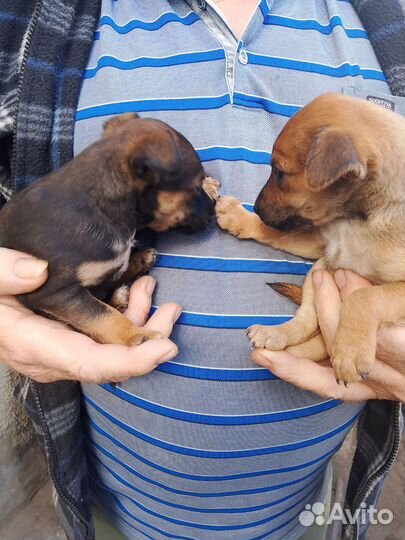 Отдам щенков