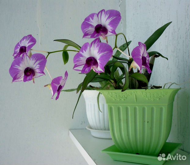 Редкий Дендробиум фаленопсис
