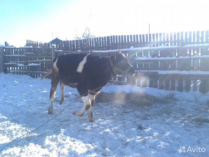 Бык и телка