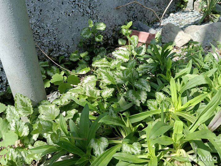 Садовые многолетние растения