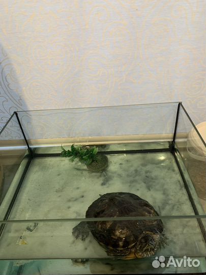 Черепаха Бесплатно