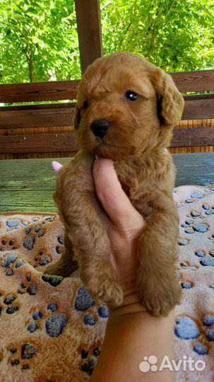 Лабрадудель щенки