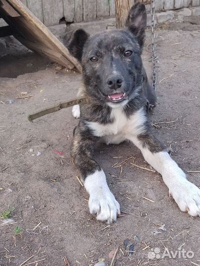 Щенки в добрые руки отдам бесплатно