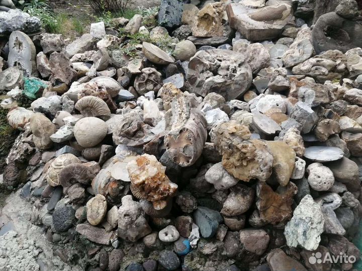 Снптарии. Аммониты. Пирит. Жеоды. Окаменелости