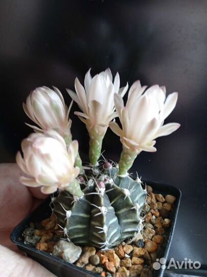 Гимнокалициум Фридриха 7/7 см. Горшок
