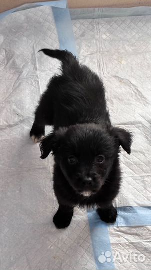 Щенята в добрые руки