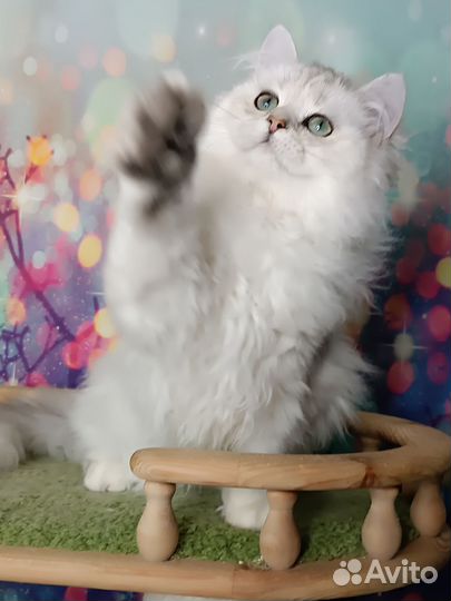 Британские котята длинношерстные