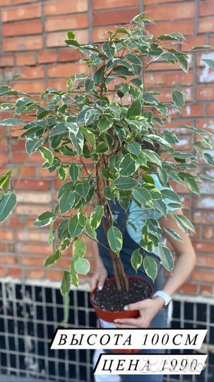 Комнатные растения