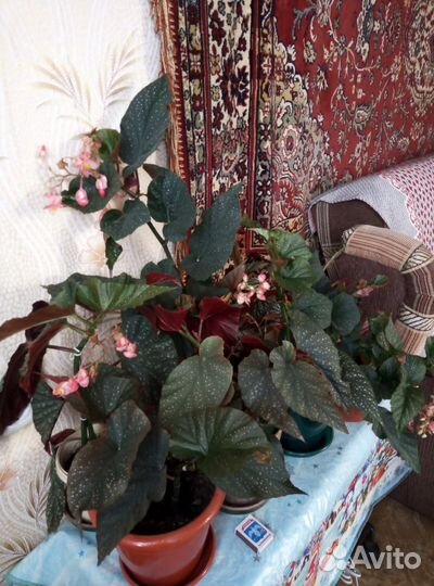 Бегония королевская