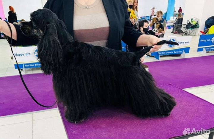 Стрижка американских и английских кокер спаниелей