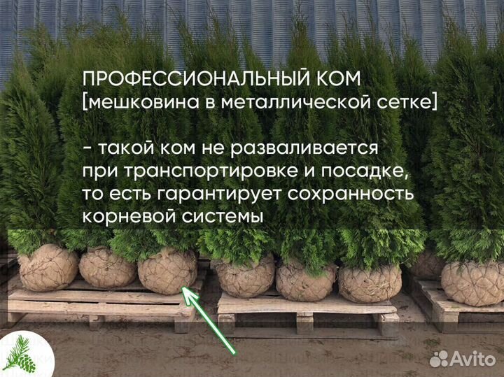 Туя Смарагд 1,5м. Доставка