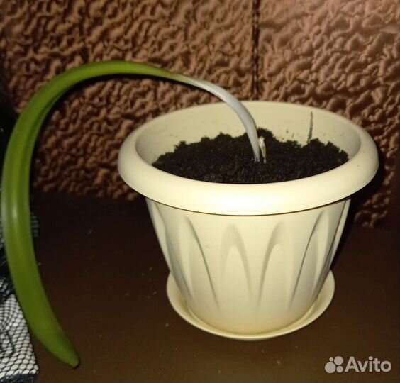 Гиппеаструм