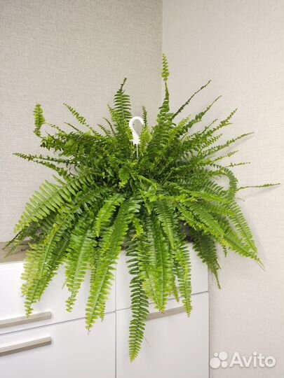 Папоротник Нефролепис