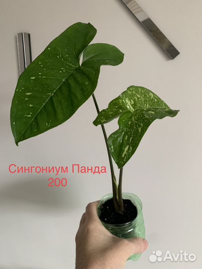 Диффенбахия, драцена и др