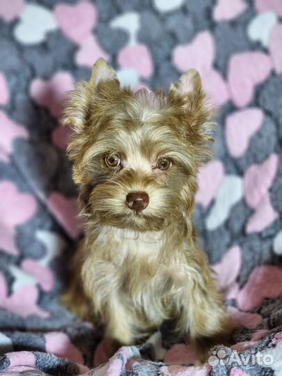 Шоколадный мрамор девочки