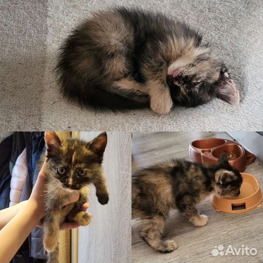 Отдам котёнка