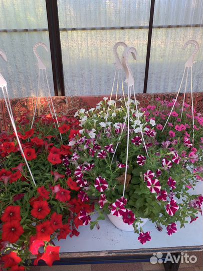 Петунья,сурфиния ампельная