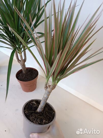 Пальма Драцена, в ассортименте