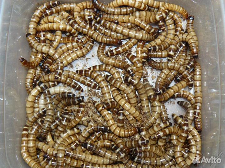 Зофобас (кормовые насекомые)