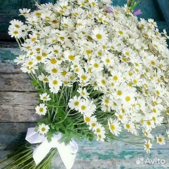 Ромашки садовые букет