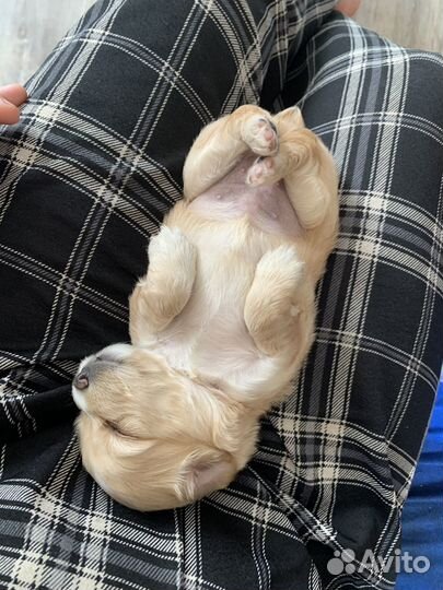 Продаются щенки спаниеля