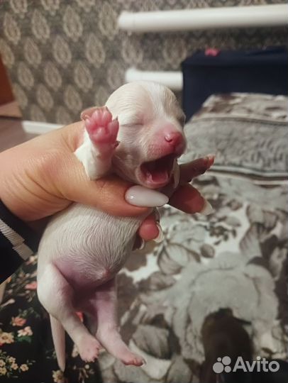 Щенки чихуахуа мини гладко шерстяные