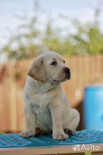 Щенки лабрадора