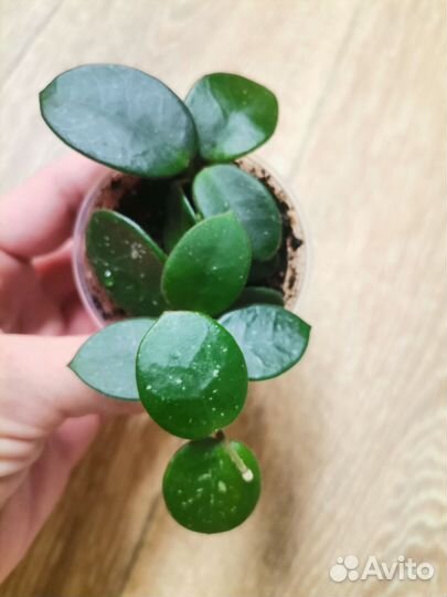 Комнатные цветы, хойя