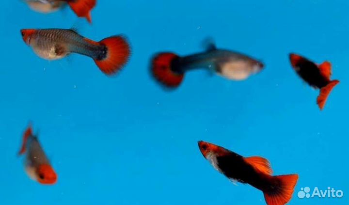 Аквариумные рыбки Гуппи(чистая линия), Молли