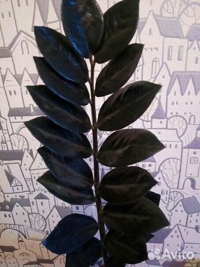 Чёрный замиокулькас (Black raven). Равен