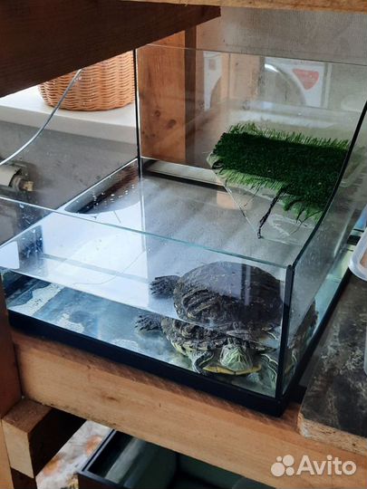 Красноухая черепаха, самка, с аквариумом