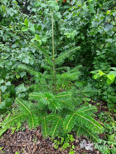 Продам саженцы пихты