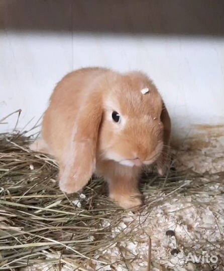 Крольчата NHD/ Mini Lop