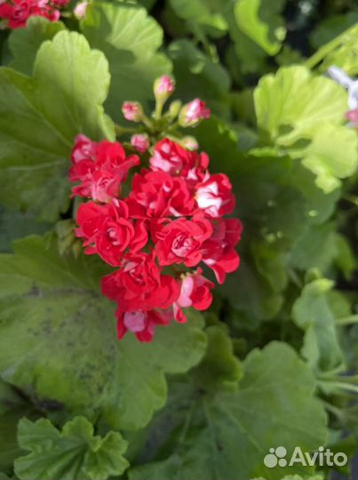 Пеларгония герань