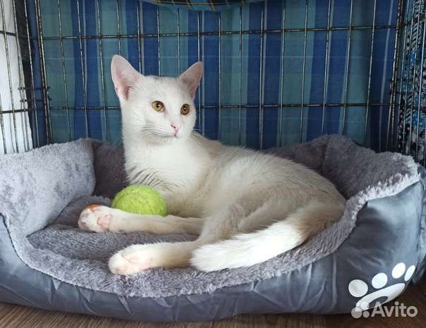 Котик инвалид Антошка