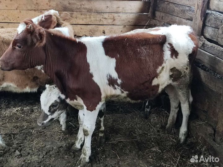 Продам телят